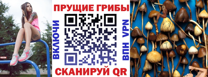 Псилоцибиновые грибы Cubensis  Купить закладки  Бокситогорск 